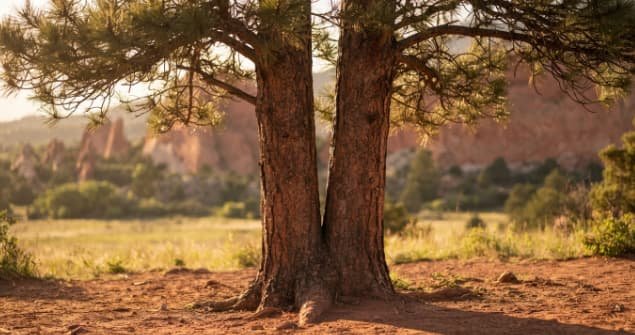 Couples Counseling in Colorado Springs