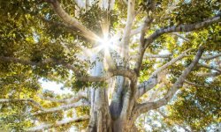 rauma-informed therapy Pembroke Pines